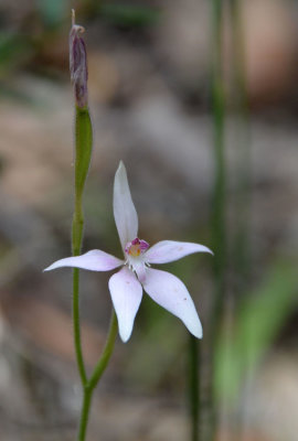 Pink Fairy Orchid (Caladenia latifolia)