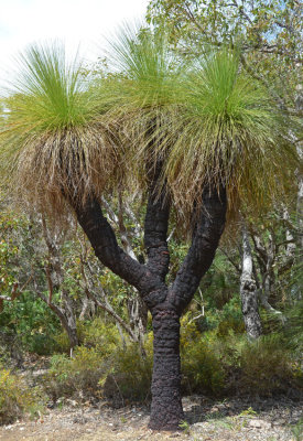 Balga (Xanthorrhoaea preissii)