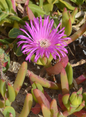 Coastal Pigface (Carpobrotus virescens)