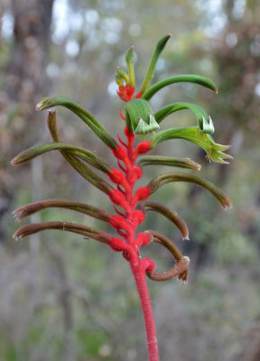 Mangles Kangaroo-paw (Anigozanthos manglesii subsp manglesii)