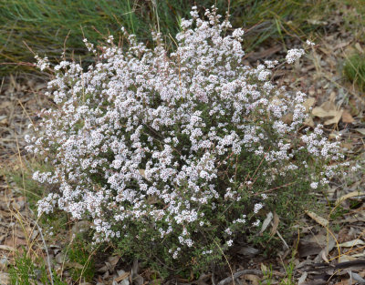 Ericomyrtus parvifolia