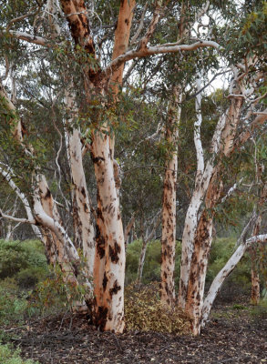 Powderbark Wandoo (Eucalyptus accedens)