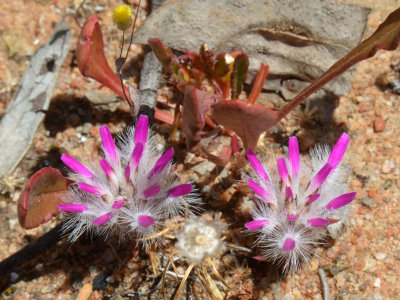 Rose-tipped Mulla Mulla (Ptilotus manglesii)