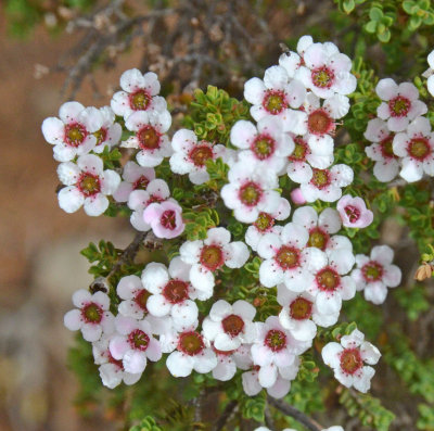 Ericomyrtus parvifolia