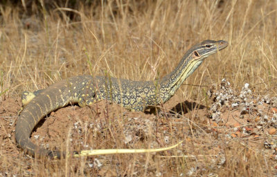 Gould's Sand Goanna (Varanus gouldii)