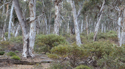 wandoo woodland