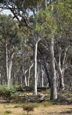 Wandoo (Eucalyptus wandoo) woodland