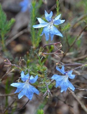 Blue Lechenaultia (Lechenaultia biloba)