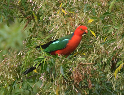 King Parrot male