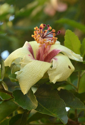 Phillip Island Hibiscus (Hibiscus insularis)