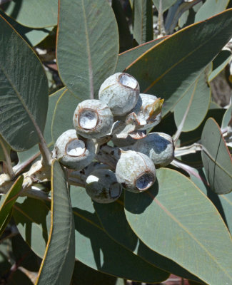 Western Tallerack (Eucalyptus pleurocarpa)