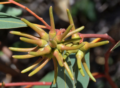 Yate (Eucalyptus cornuta)