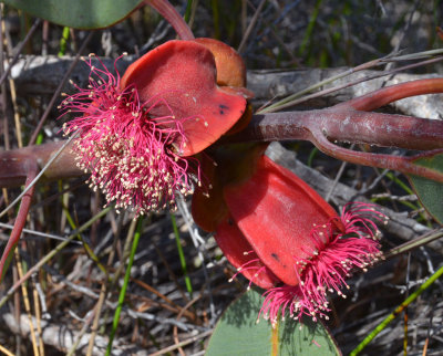 Square-fruited Mallee (Eucalyptus tetraptera)