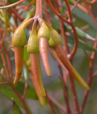 Sand Mallet (Eucalyptus eremophila)