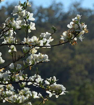 Butterfly Tree