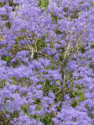 Jacaranda (Jacaranda mimosifolia)