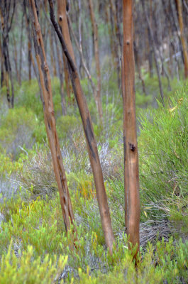 Two-winged Gimlet (Eucalyptus diptera)