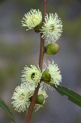 Two-winged Gimlet (Eucalyptus diptera)