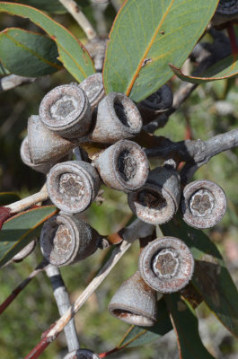 Bell-fruited Mallee (Eucalyptus preissiana)