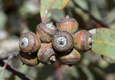 Drummond's Mallee (Eucalyptus drummondii)