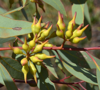 Horned Oil Mallee (Eucalyptus socialis subsp socialis)