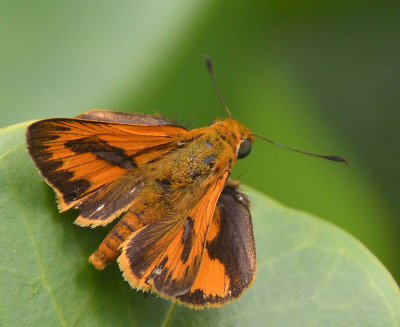 Bright-orange Darter male