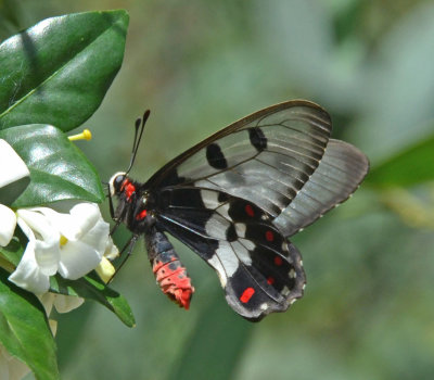 Clearwing Swallowtail male