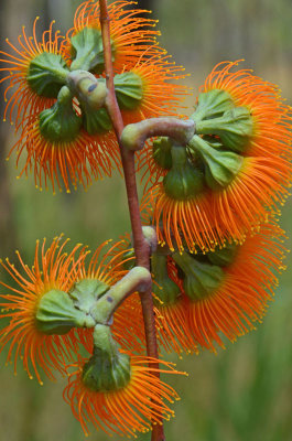 Queensland Woollybutt