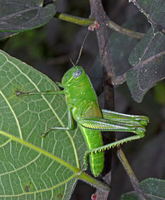 Giant Grasshopper (Valanga irregularis)