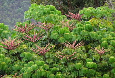 Umbrella Tree (Schefflera actinophylla)