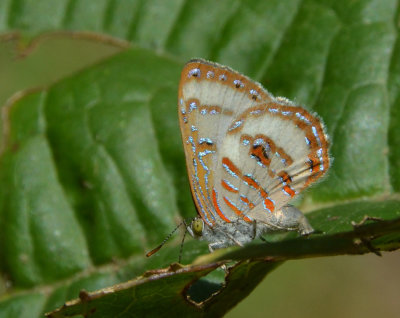 Coral Jewel