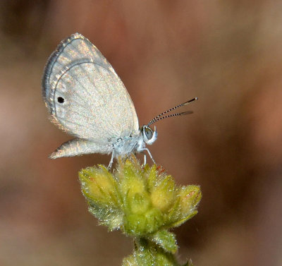 Black-spotted Grass-blue