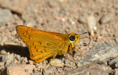 Narrow-brand Darter