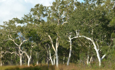 Poplar Gum (Eucalyptus platyphylla)