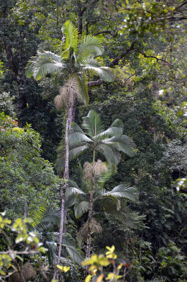 Piccabeen Palms