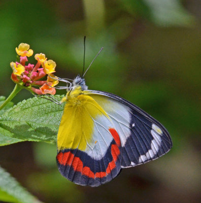 Red-banded Jezebel