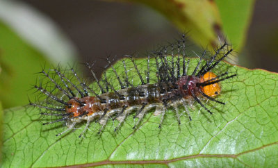 Bordered Rustic caterpillar