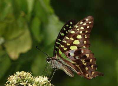 Green-spotted Triangle