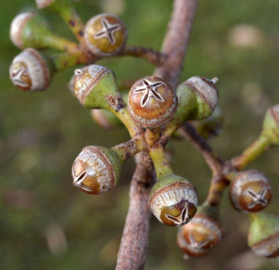 Forest Red Gum