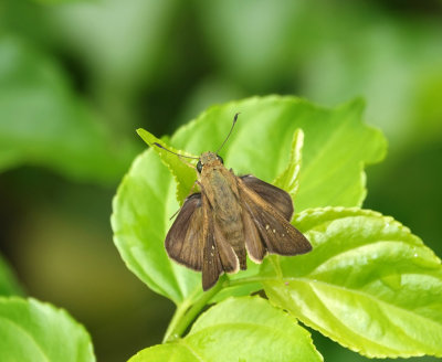 Dingy Swift male