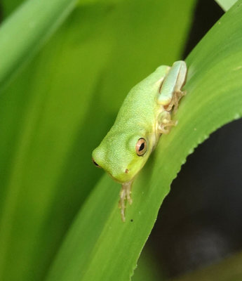 tiny frog