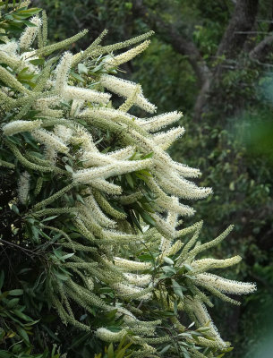 Ivory Curl (Buckhinghamia celsissima)