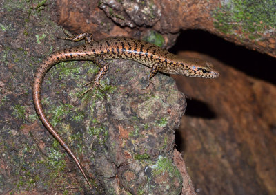 Yellow-blotched Forest Skink (Concinnia tigrinus)