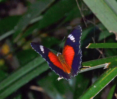 Red Lacewing