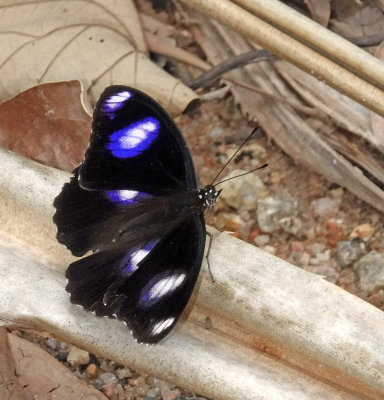 Varied Eggfly male