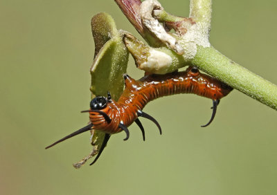 Common Crow caterpillar