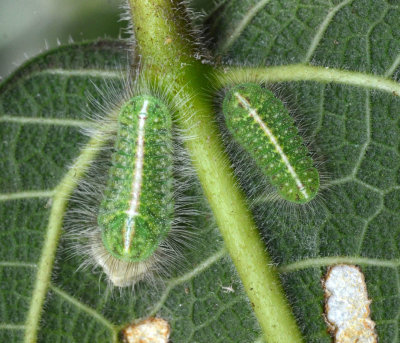 Purple Moonbeam caterpillars