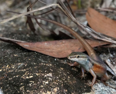 Six-toothed Rainbow-skink