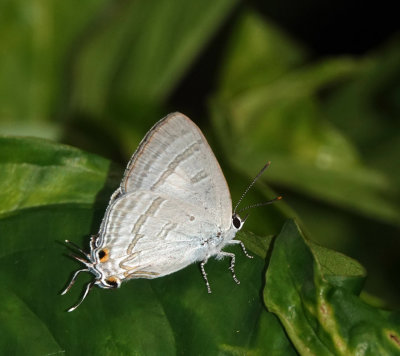 Black-spotted Flash