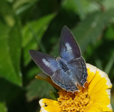 Pale Ciliate-blue